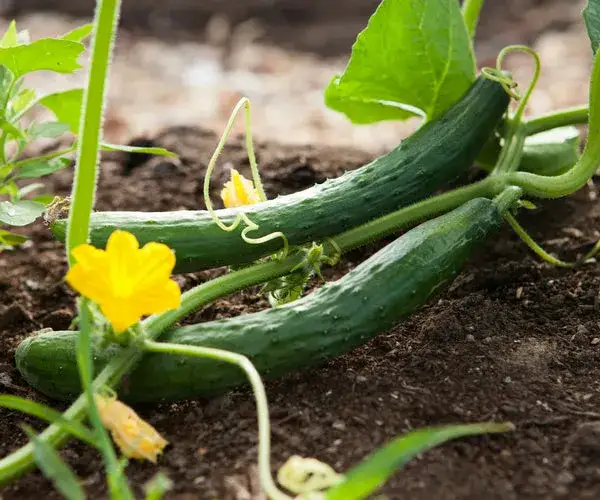 Ogórki jak siać: skuteczne metody i tajniki udanego siewu