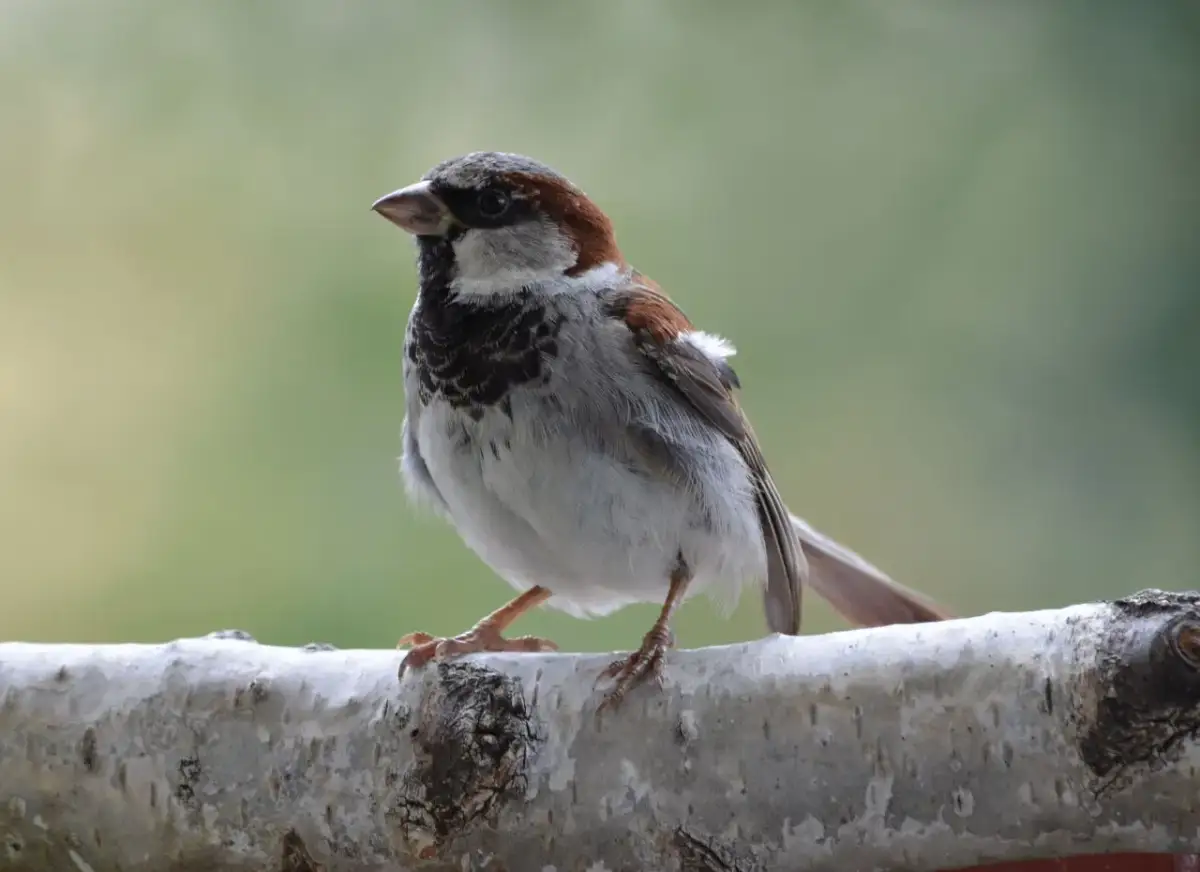 Ile jaj składa wróbel? Poznaj lęgi i jak pomóc tym ptakom!