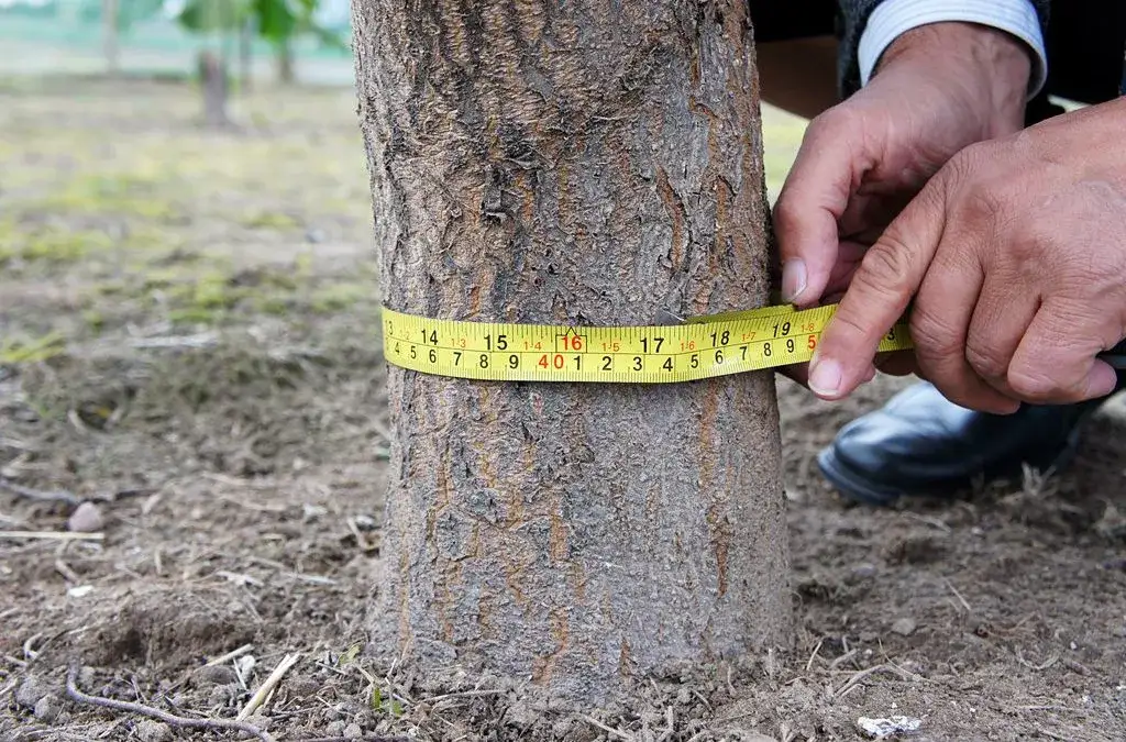 Wycinka drzew na działce: Kiedy potrzebujesz zgody? Sprawdź!