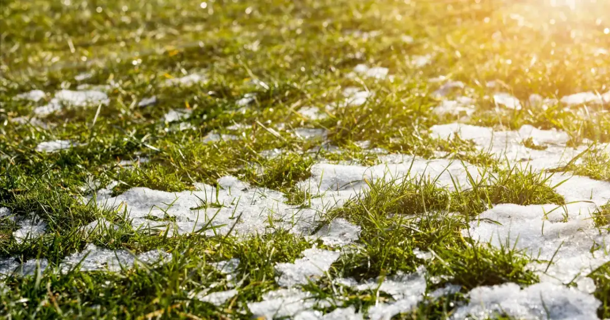 Zielona trawa przebija się przez resztki śniegu. Słońce zachęca do pierwszego nawożenia trawnika po zimie.