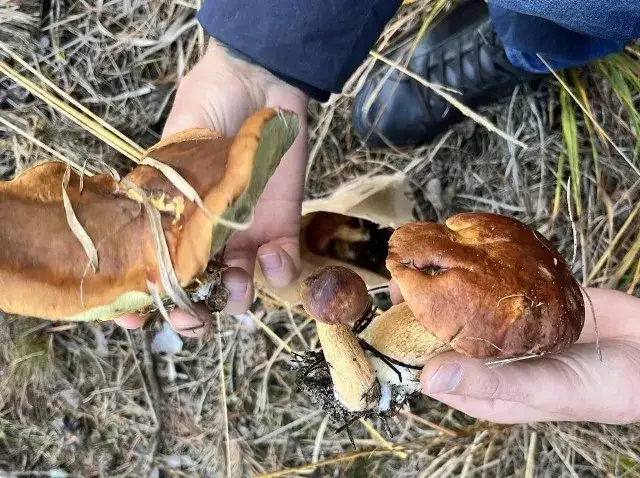 Grzyby Szczecin: Sprawdzone miejsca, sezon i cenne porady