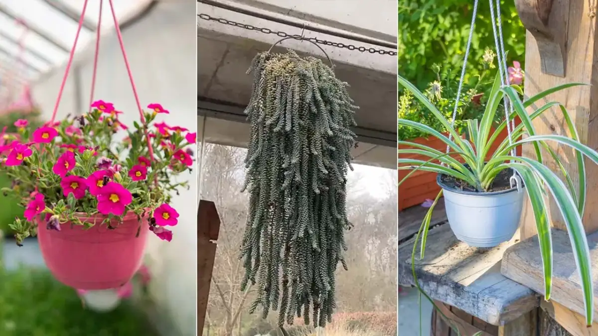 Plantas que cuelgan exterior: las mejores opciones para embellecer tu espacio