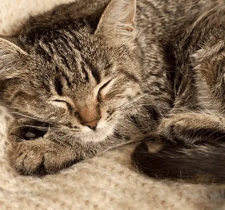 Ile śpią małe kotki? Zaskakujące fakty o ich snach i wzroście