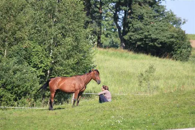 Czy koń jest przeżuwaczem? Odkryj sekrety ich unikalnego trawienia