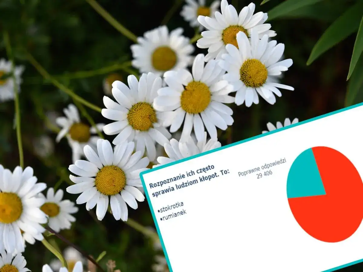 Stokrotka: Jak w pełni wykorzystać aplikację i zbierać Płatki?
