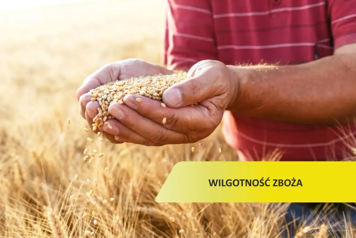 Jaka powinna być wilgotność zboża, aby uniknąć strat jakości?
