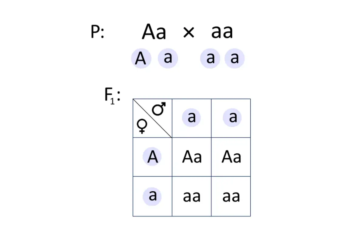 Allele dominujące i recesywne: Genetyka dla każdego zrozum i kliknij!
