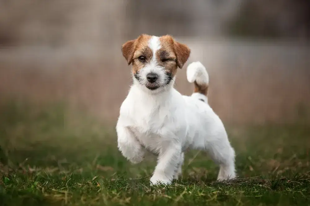Szczeniak jack russell terrier ile powinien jeść, by uniknąć problemów zdrowotnych