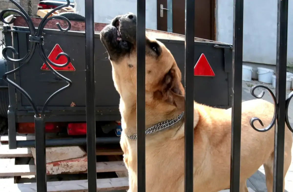 Szczekający pies w bloku? Dowiedz się, gdzie zgłosić problem