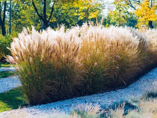 Miskant olbrzymi co ile sadzić - idealne rozstawy dla zdrowych roślin