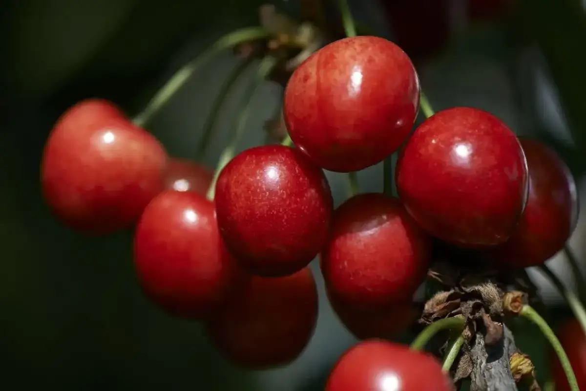 Kiedy sadzić wiśnie, aby uniknąć błędów i zapewnić sukces?
