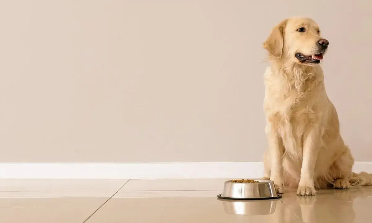 Czy dorosły pies może jeść karmę dla szczeniąt? Sprawdź ryzyko zdrowotne