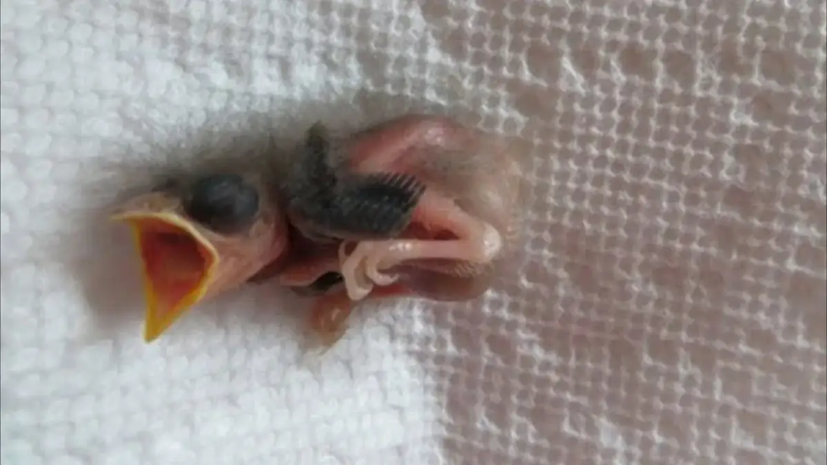 Pisklę wróbla: Co je i jak je karmić, by przeżyło?