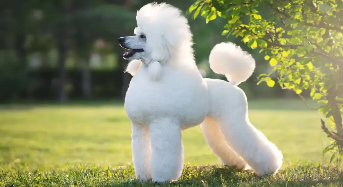 Psy bez sierści i z włosem: Idealne dla alergików? Poznaj rasy!