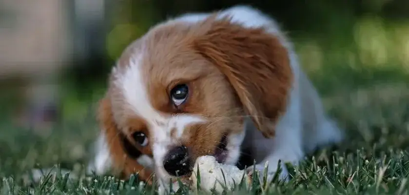 Najlepsze rasy psów do domu z ogrodem - wybierz idealnego pupila