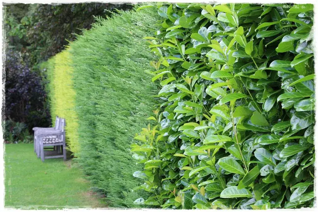 Kiedy sadzić żywopłot, aby uniknąć błędów i cieszyć się efektem