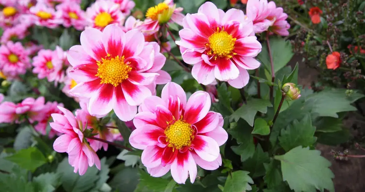 Dalia jak uprawiać: sekrety zdrowych roślin i bujnych kwiatów