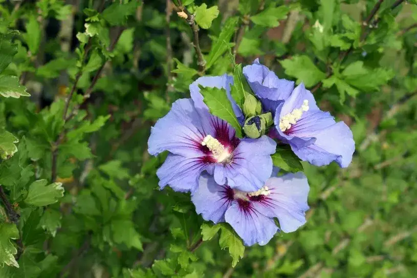 Kiedy sadzimy hibiskus, aby uniknąć niepowodzeń w uprawie?