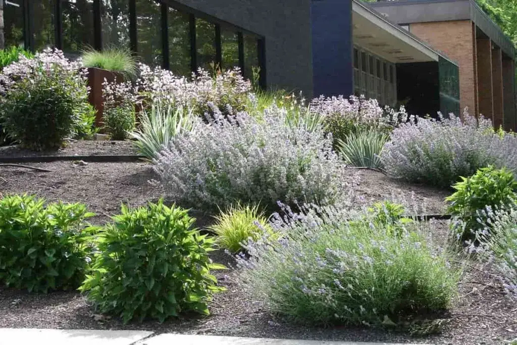 Co zamiast trawnika? Odkryj ekologiczne i łatwe w pielęgnacji alternatywy