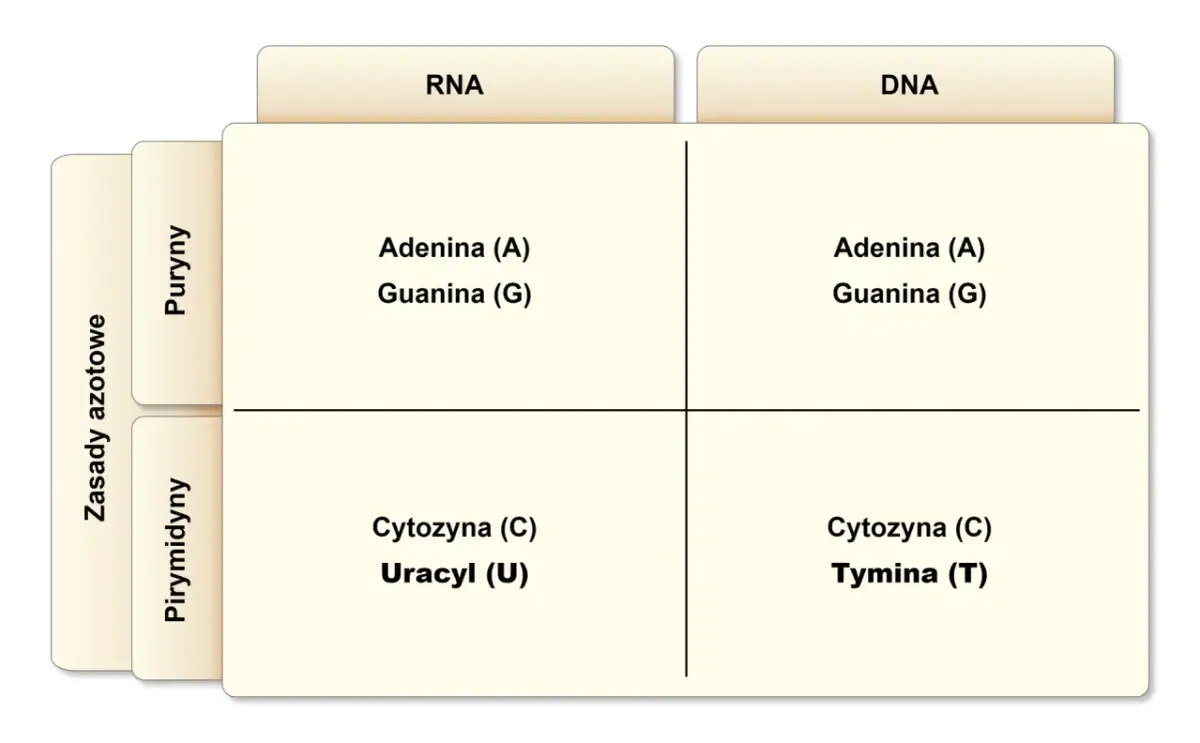 DNA i RNA: Jak działają kwasy nukleinowe? Budowa i funkcje