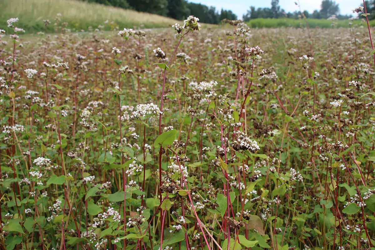 Jakie nawozy pod gryke - skuteczne metody nawożenia dla lepszych plonów