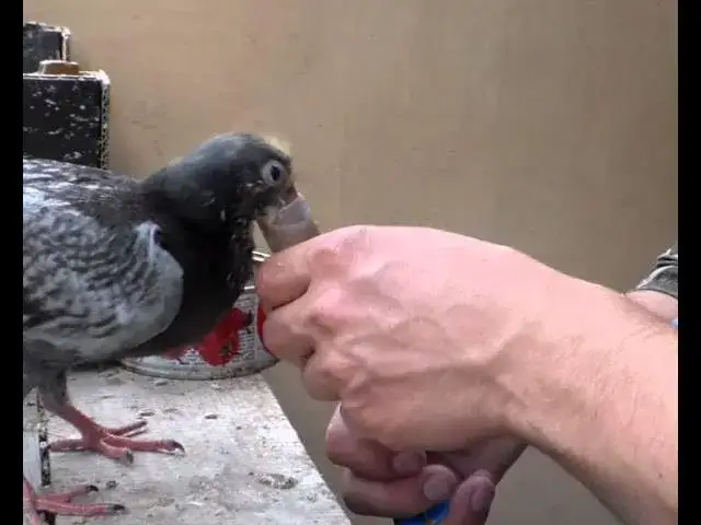 Karmienie młodego gołębia: Co musisz wiedzieć, by go uratować?