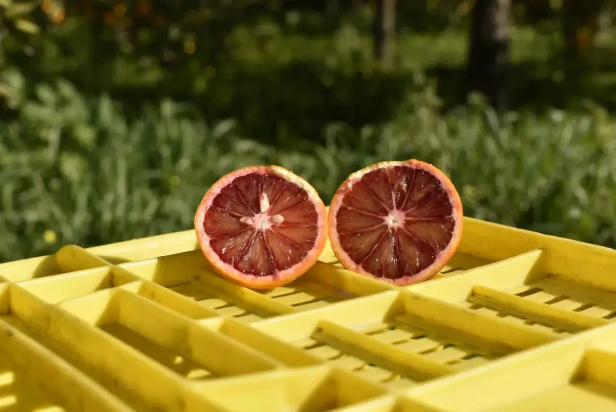 Kiedy jest sezon na grejpfruty? Odkryj najlepszy czas na świeże owoce