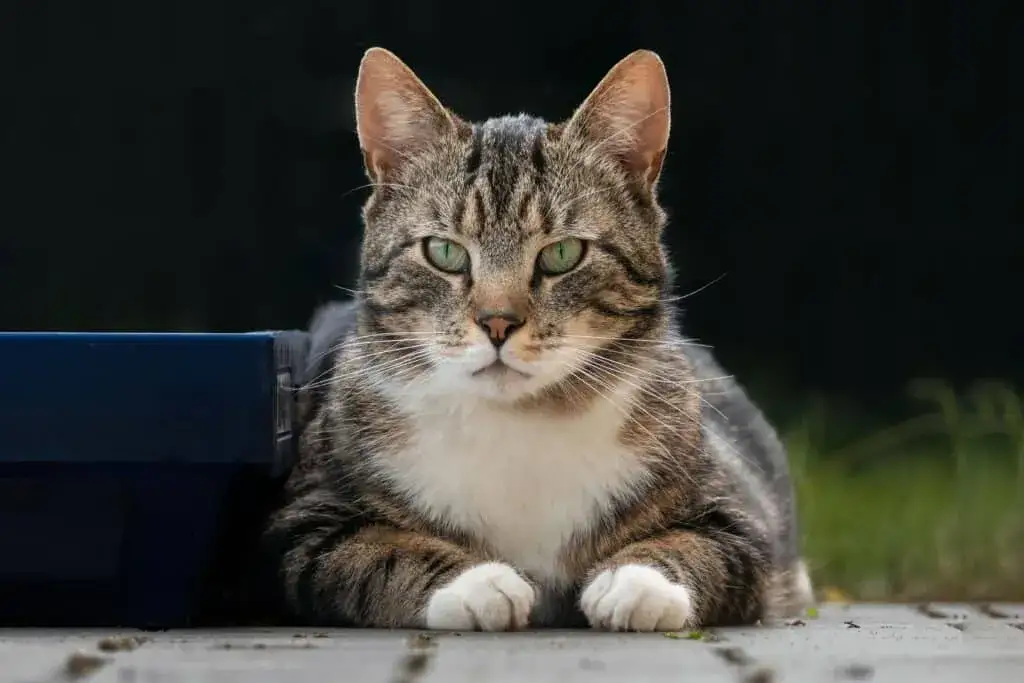 Niveles alarmantes de creatinina en gatos y cómo proteger su salud