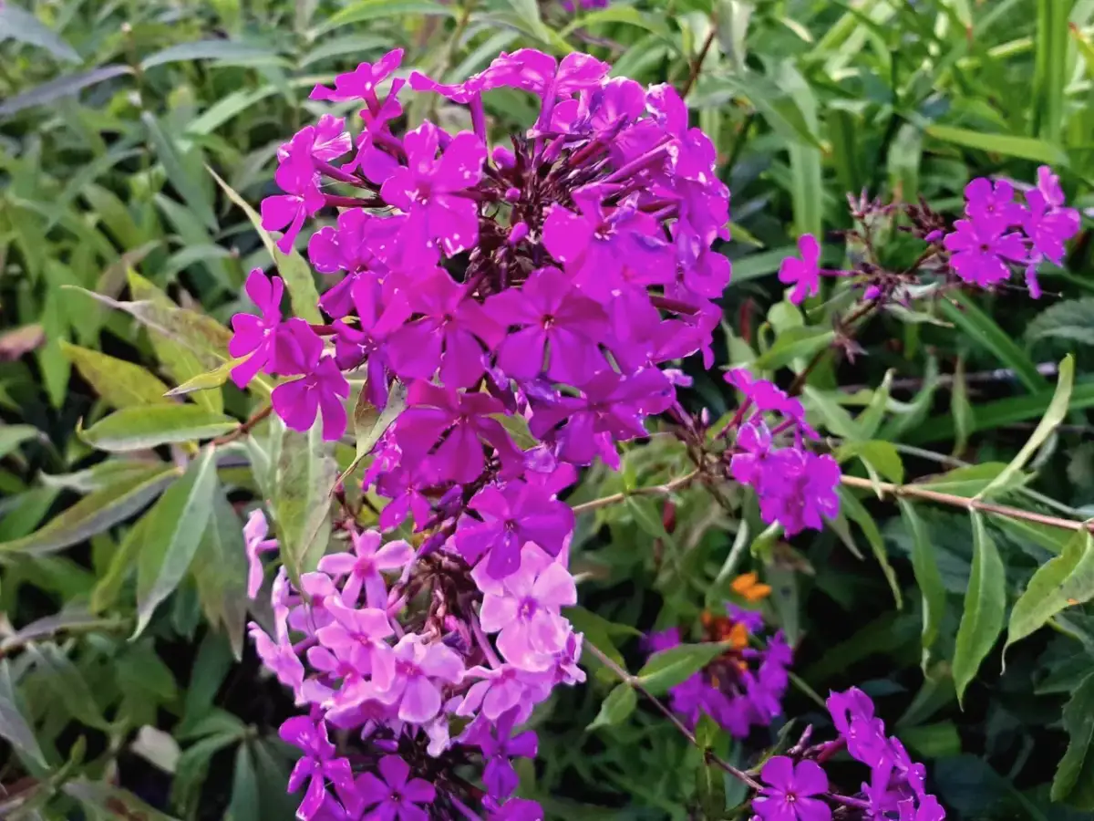 Jak nawozić floksy? Sekret bujnego kwitnienia krok po kroku