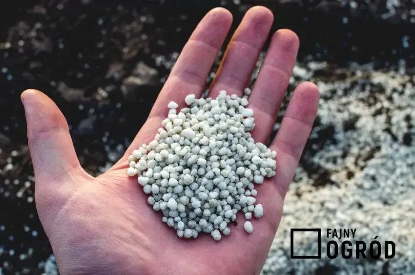 Kiedy siać wapno granulowane, aby uniknąć błędów w ogrodzie?