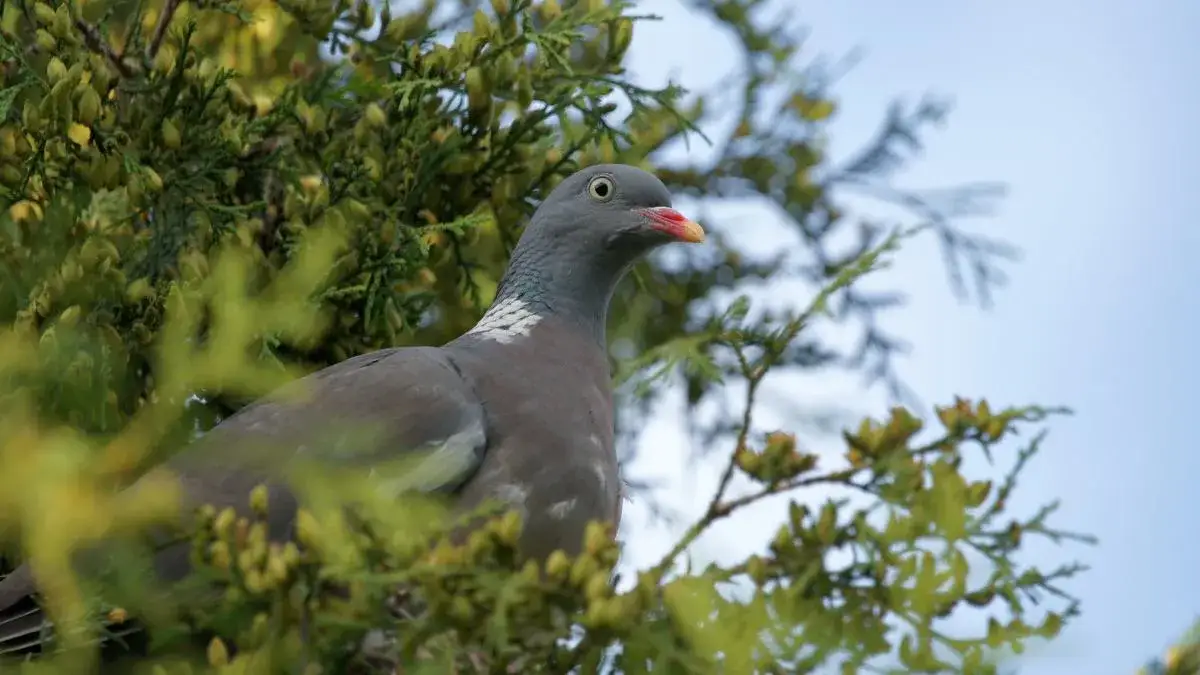 Czy gołębie odlatują na zimę? Ekspert wyjaśnia, które zostają!