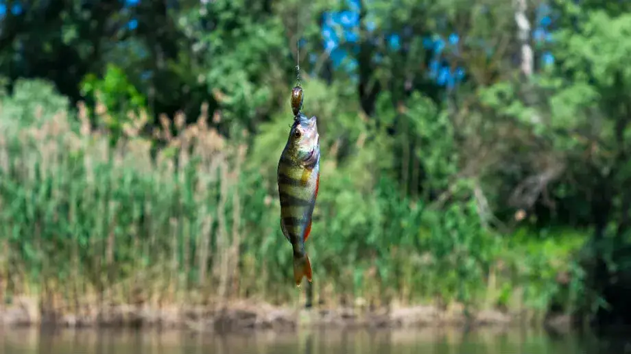 Najlepsze przynęty wędkarskie naturalne, które przyciągną ryby w każdych warunkach