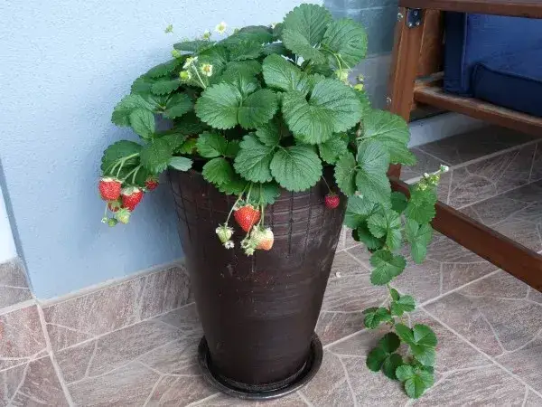 Kiedy sadzić truskawki na balkonie, aby uniknąć przymrozków?