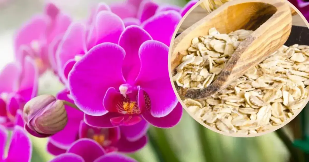 Jak zrobić nawóz z płatków owsianych, aby wzmocnić rośliny?