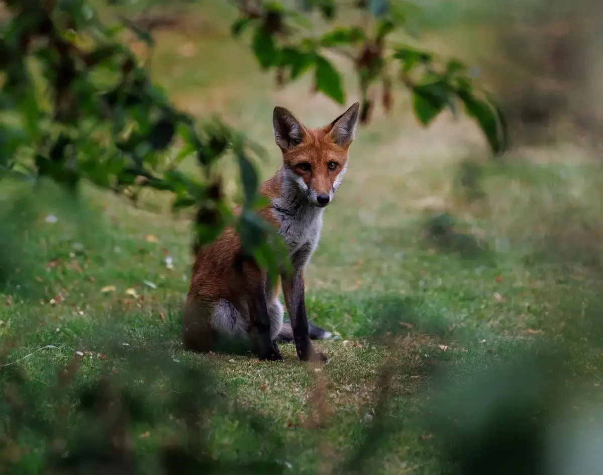Jakie zwierzęta można spotkać w lesie - fascynujący świat fauny leśnej