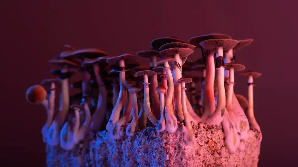 Grzyby halucynogenne w Polsce: co musisz wiedzieć o ich działaniu i ryzyku