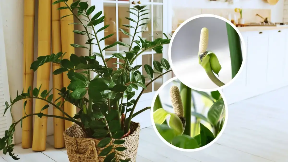 Jak kwitnie zamia i co zrobić, by zobaczyć jej piękne kwiaty