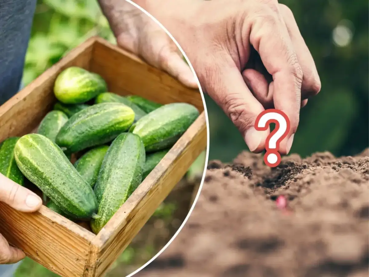 Co można sadzić po ogórkach? Odkryj najlepsze rośliny do uprawy