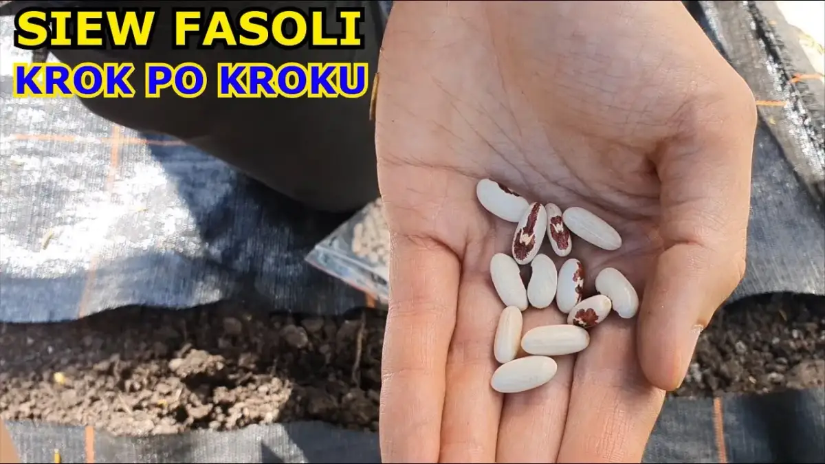 Jak siać fasolę, aby uniknąć błędów i cieszyć się obfitym plonem