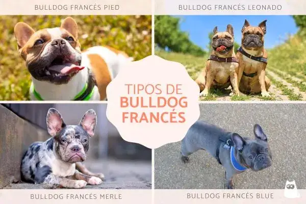 Cómo se dice perro en francés y ejemplos para usar correctamente