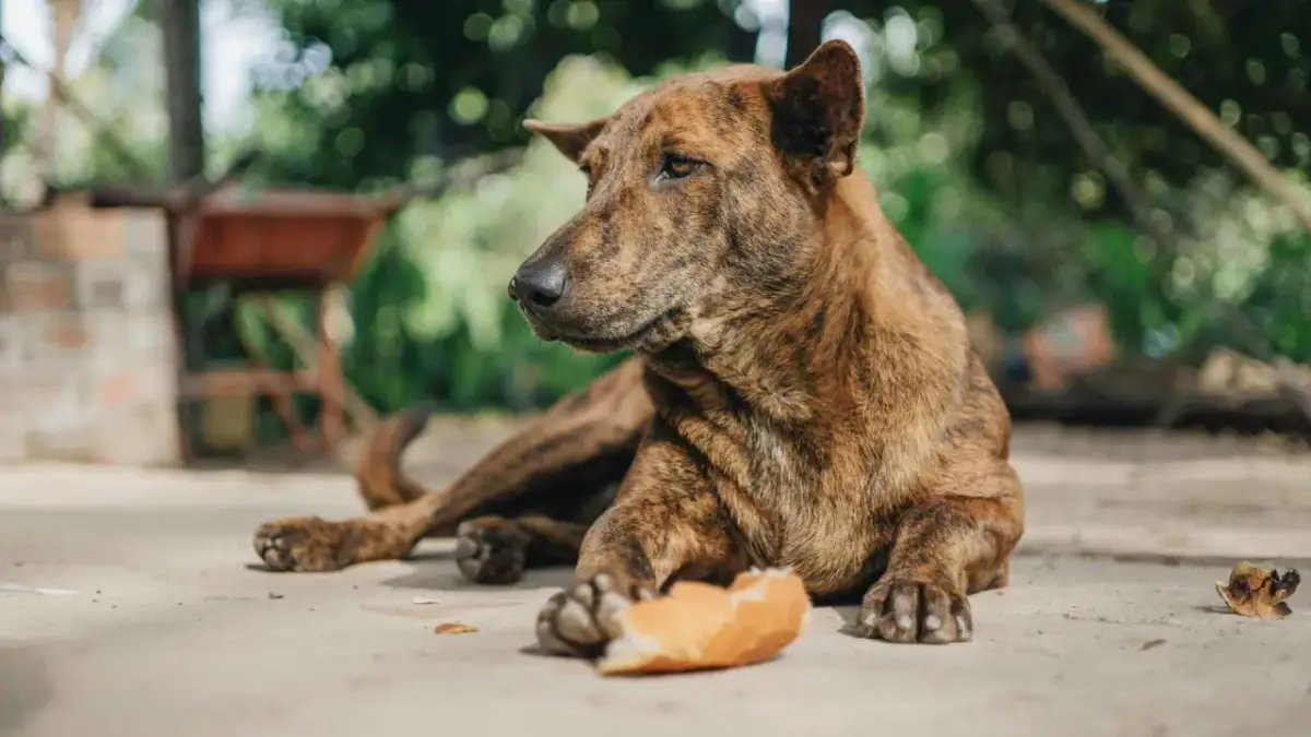 Es malo darle pan a los perros: riesgos y alternativas saludables