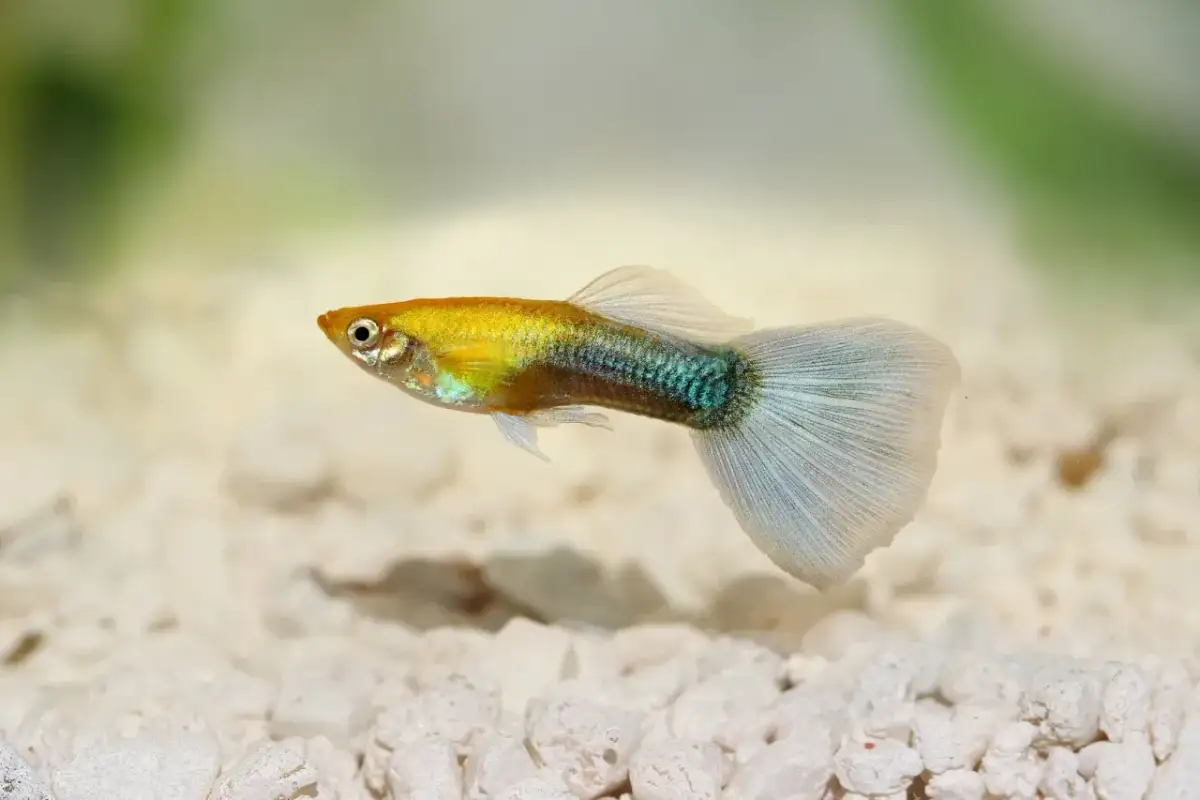 Złoty gupik z niebiesko-zielonym pasem i wachlarzową płetwą ogonową na białym żwirku.