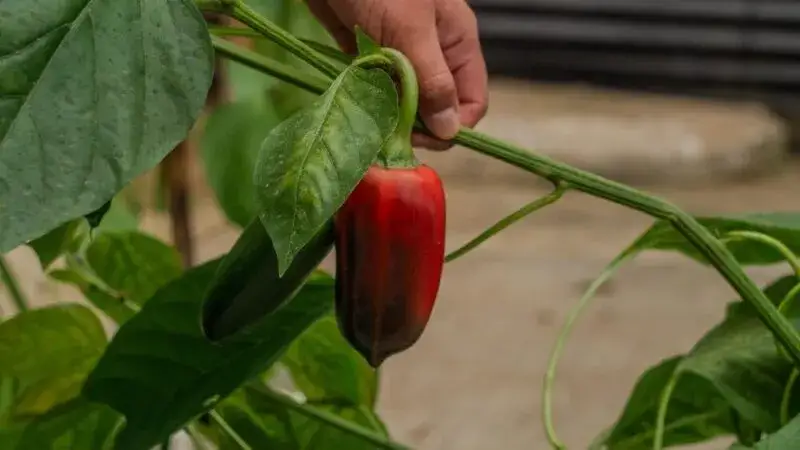 Kiedy siać paprykę? Terminy, porady i kalendarz siewu