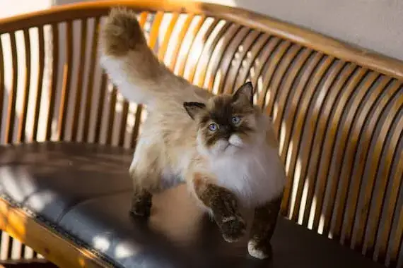 Realistyczny pluszowy kot: Który będzie jak prawdziwy?