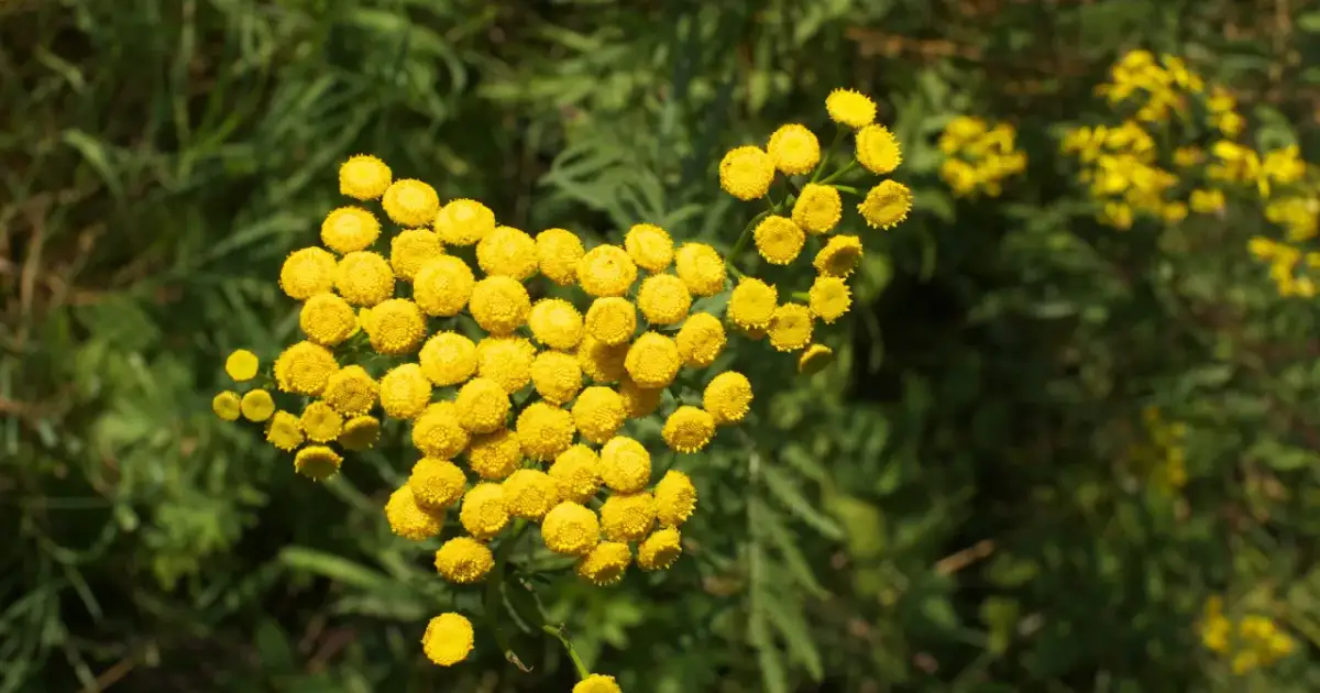 Kwitnący wrotycz pospolity, znany ze swoich licznych właściwości leczniczych, prezentuje swoje żółte, kuliste kwiatostany na tle zieleni.