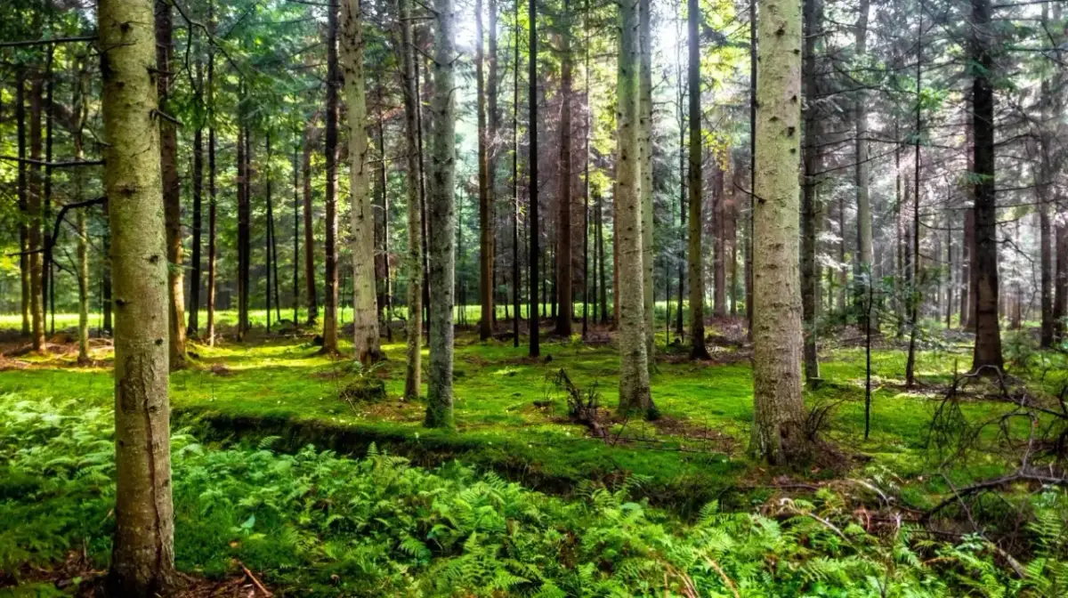 Dlaczego świętokrzyski park narodowy został objęty ochroną – kluczowe powody i historia