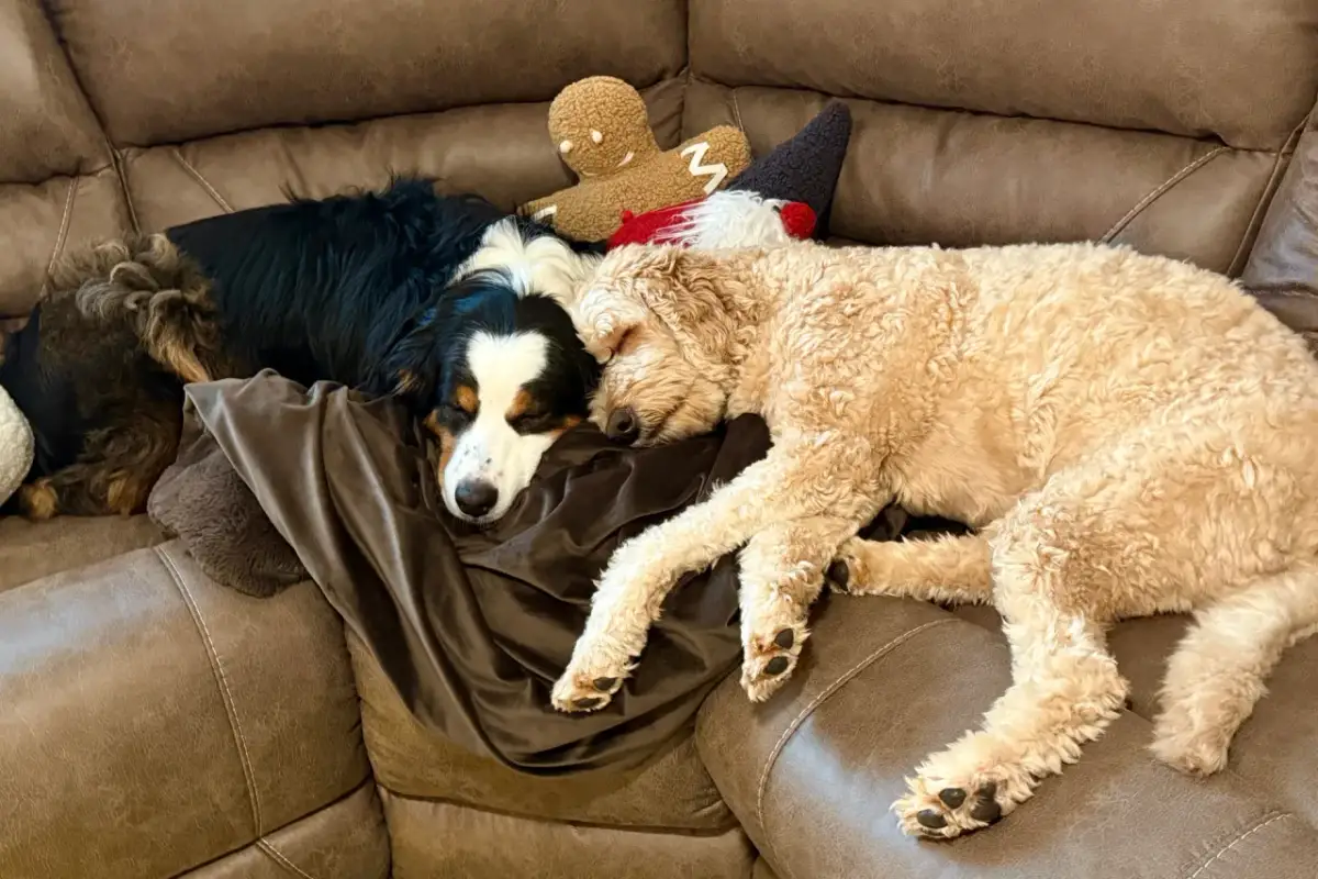Dwa psy, jeden czarny z białymi znaczeniami, drugi beżowy, śpią wtulone w siebie na kanapie. Widać, ile śpi szczeniak, gdy ma obok siebie przyjaciela.