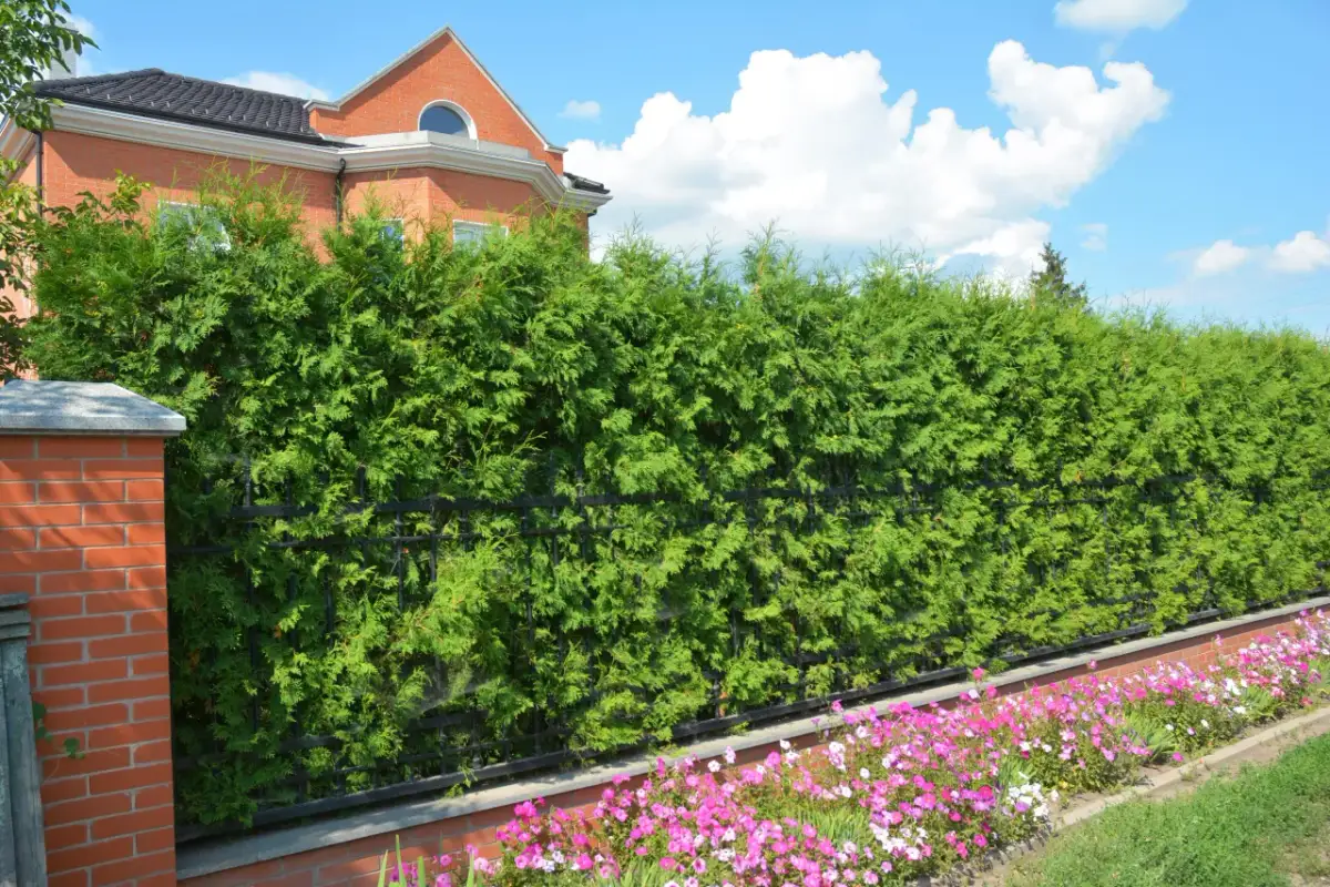 Jak odgrodzić się od sąsiada? Skuteczne sposoby i przepisy