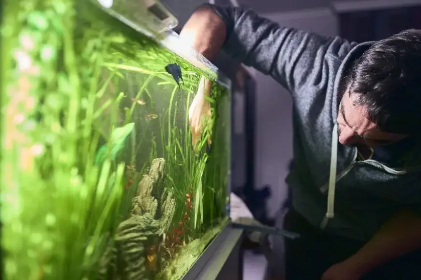Czym myć akwarium, aby uniknąć błędów i zapewnić zdrowie ryb?