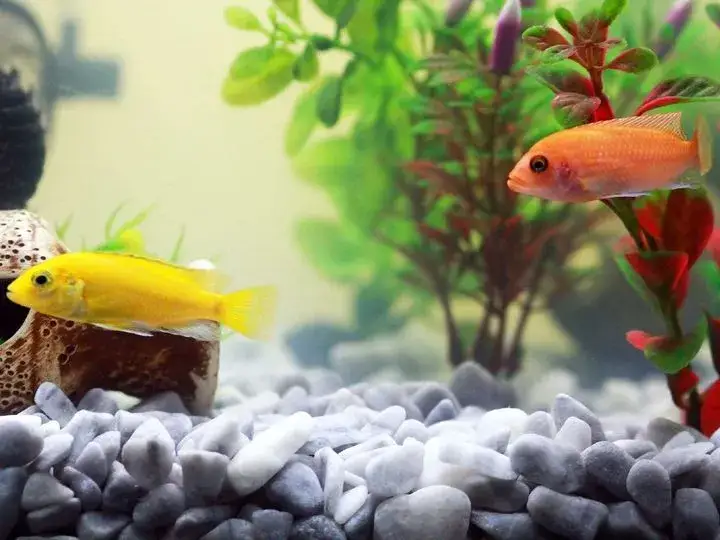 Jak obniżyć pH w akwarium i uniknąć stresu u ryb